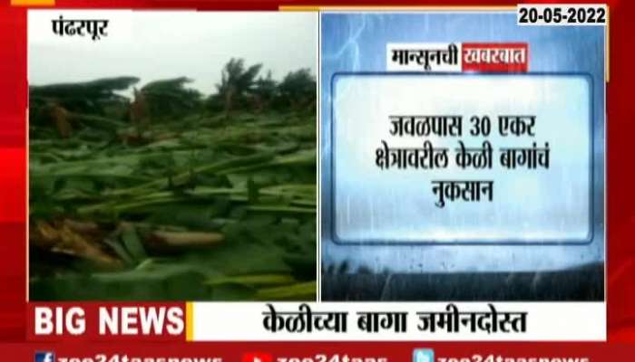 Pandharpur Banana Farm Destroyed In Thunderstorm