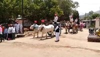 मोठी गाडी हेलिकॉप्टर सोडून बैलगाडीतून वऱ्हाड निघालं लग्नाला