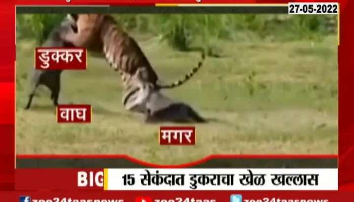 Viral Video Of Tiger Pig And Crocodile Fight