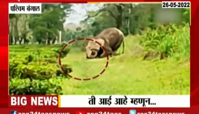 West Bengal Elephant Took Away Baby Elephant Body