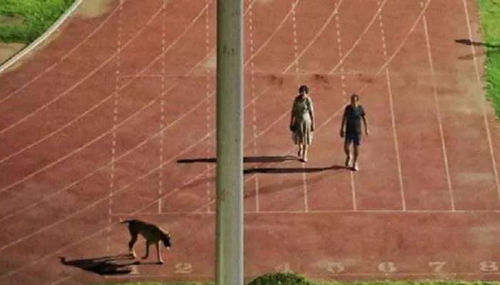 Dog Walking Stadium: एका श्वानामुळं IAS अधिकाऱ्याची रखरखाट असणाऱ्या प्रदेशात बदली, नेमकं प्रकरण काय? 
