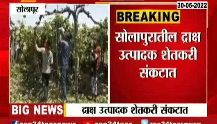 Solapur Grapes farmers are in loss due to changes in tempreture