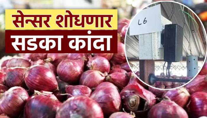 आता सेन्सरद्वारे शोधला जाणार चाळीतील सडका कांदा, नाशिकमध्ये यशस्वी प्रयोग?