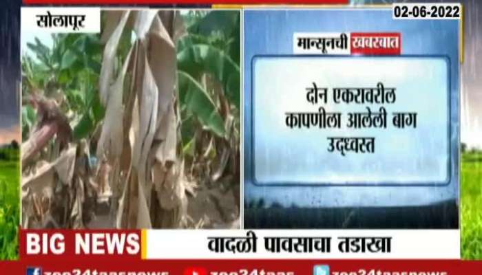 Solapur Banana Farm Damage Caused From Pre Monsoon Rainfall