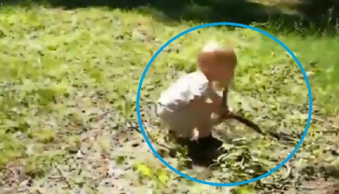 Video : बागेत कुत्र्यासोबत खेळत होता चिमुकला, काठी समजून साप पकडला आणि...