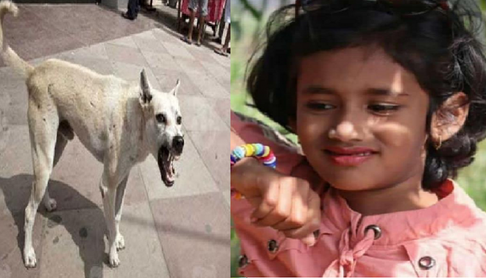 भटक्या कुत्र्याचा चावा कि डॉक्टरांचे चुकीचे उपचार, छोट्या कस्तुरीच्या मृत्यूला जबाबदार कोण?