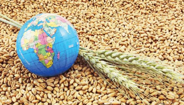  Indian Wheat Export | भारताने थांबवली निर्यात तर जगात गव्हाच्या किंमती कडाडल्या 
