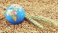 Indian Wheat Export | भारताने थांबवली निर्यात तर जगात गव्हाच्या किंमती कडाडल्या 