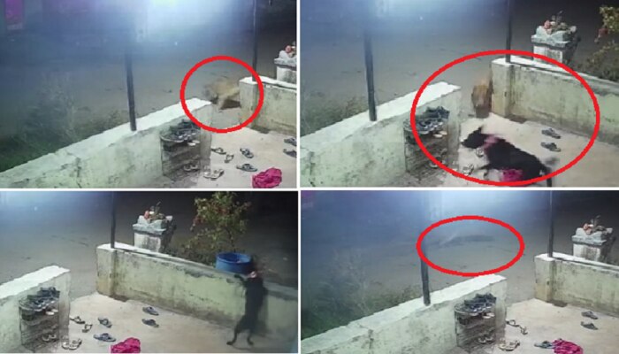 अंगण्यातल्या श्वानावर बिबट्याचा हल्ला; CCTV फुटेज थरकाप उडवतंय 