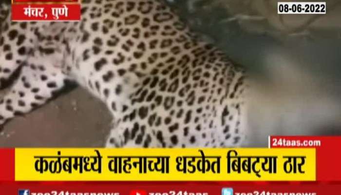 Leopard Death In Manchar Road Accident 