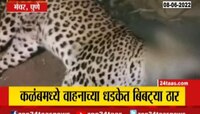 Vidoe| कळंबमध्ये अज्ञात वाहनाच्या धडकेत बिबट्या ठार 