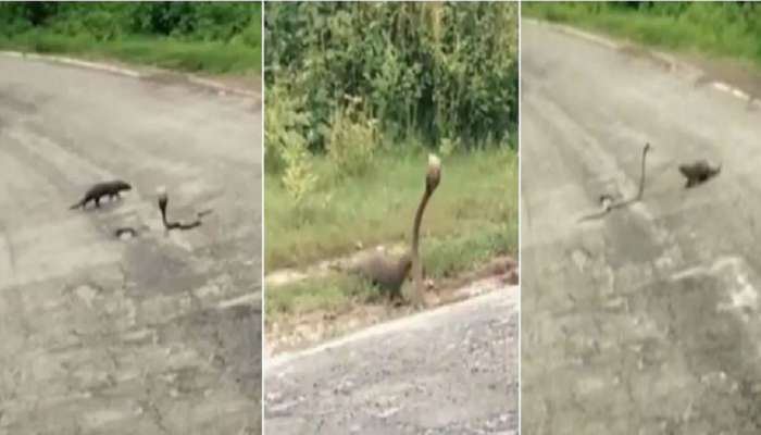 Mongoose VS Cobra: भर रस्त्यात मुंगूस आणि कोब्राची झुंज, थराराक दृश्य कॅमेऱ्यात कैद