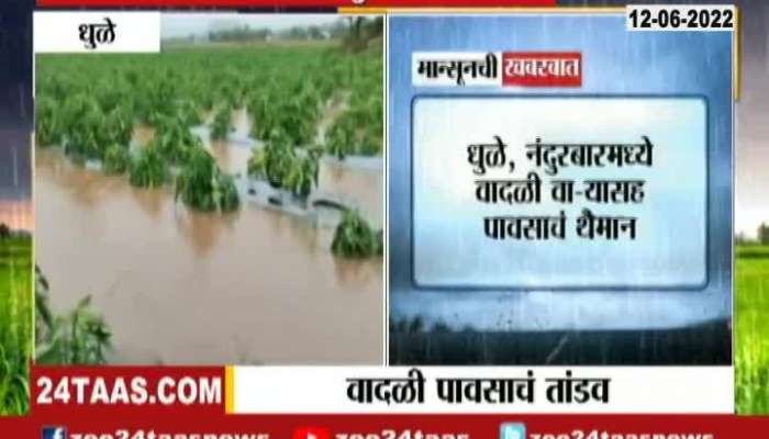 Dhule Nandurbar crop Loss due to Rain