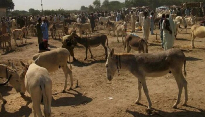 पाकिस्तानमध्ये वाढतेय गाढवांची संख्या, यामागील कारणांचा राजकिय घडामोडींशी संबंध