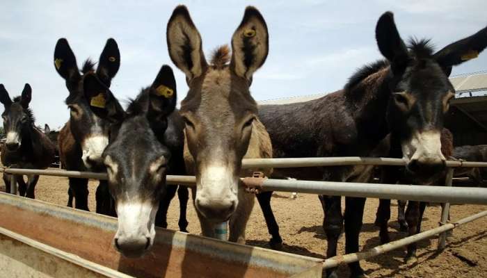 तो &#039;गाढव&#039; नाही तर लखपती निघाला, खिल्ली उडवणाऱ्यांची तोंडं केली गप्प