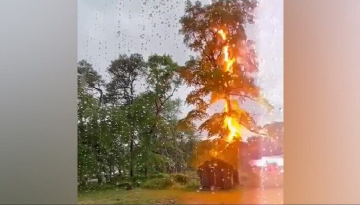 वादळात झाडावर कोसळली वीज, 6 सेकंदाचा थरारक VIDEO