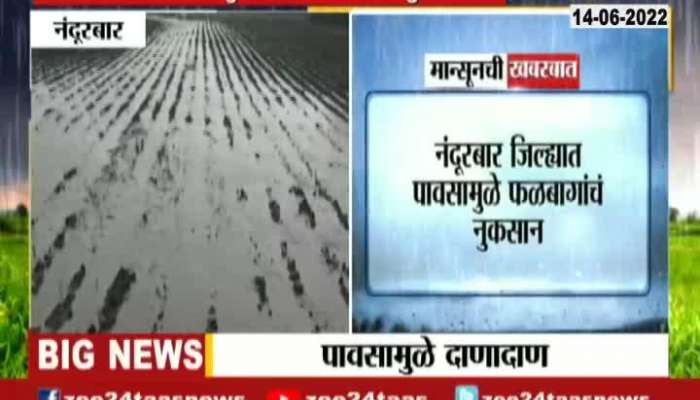 Nandurbar Crop Loss due to heavy Rain