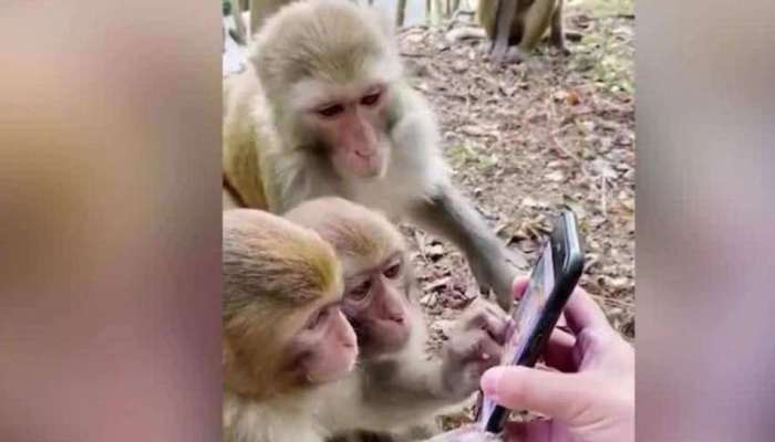 माकडांना व्हिडीओ आवडतो की ऑडिओ? संशोधनात मोठा खुलासा