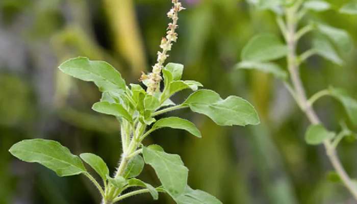 Tulsi Puja : तुळशीपूजनाच्या वेळी या गोष्टी नेहमी लक्षात ठेवा, माता लक्ष्मी कधीही होणार नाही नाराज 