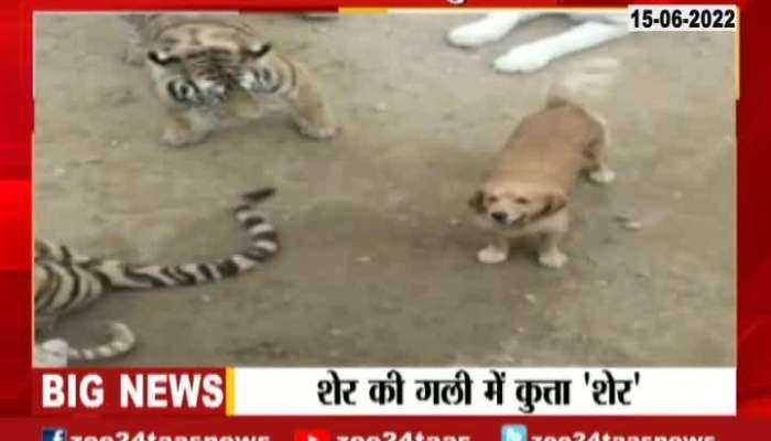 Viral Video Of Dog Moving Freely Between Tigers