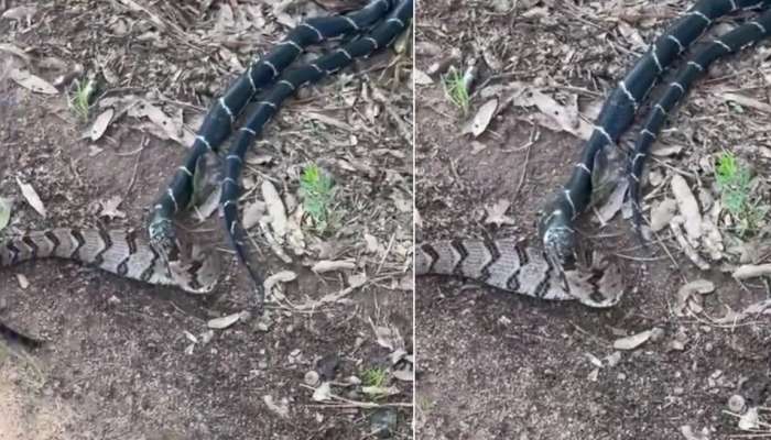 King cobra ने एका झटक्यात गिळला विषारी साप; थरार video viral