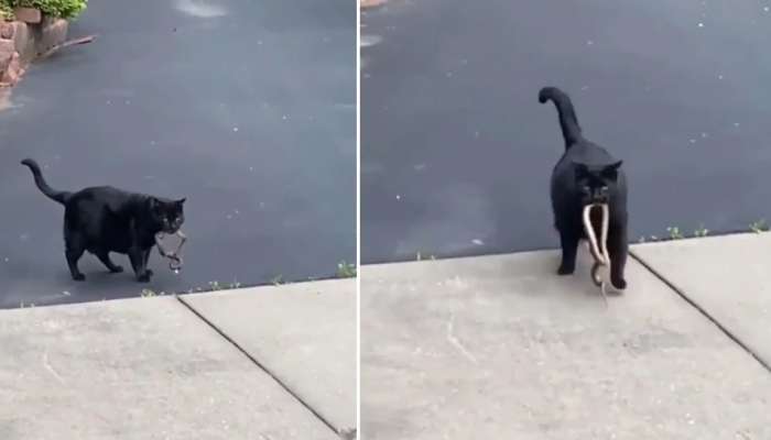 Video: मांजरीने अशी केली सापाची शिकार, व्हिडीओ पाहिल्यावर तुम्हालाही बसेल धक्का