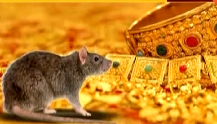 उंदरानं 10 तोळं सोन्याच्या दागिन्यांची पिशवी लांबवली