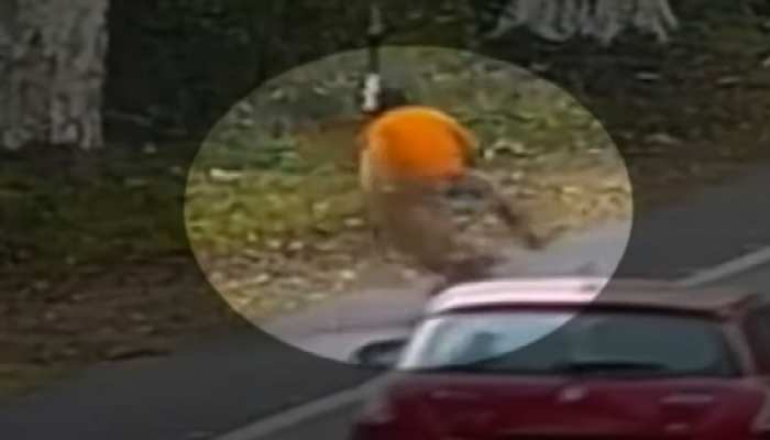 Viral Video : बिबट्याची मुसंडी, सायकलस्वाराची घाबरगुंडी 