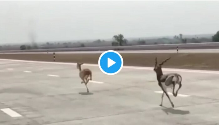 Deers Raceing On Samruddhi Highway | समृद्धी महामार्गावर हरणांची बेधुंद दौड, व्हीडिओ व्हायरल