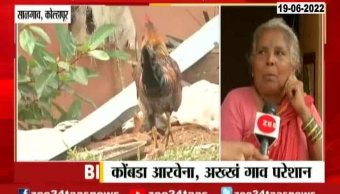 kolhapur disturb all village because of cock