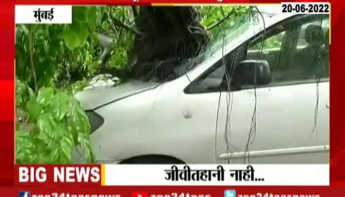 Mumbai Cuffe Parade Tree Collapsed On Car In Overnight Rain No Casualty 