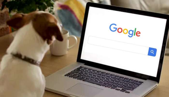 कुत्रे इंटरनेटवर काय सर्च करतील? गुगलच्या प्रश्नावर यूजर्सची मजेशीर उत्तरं