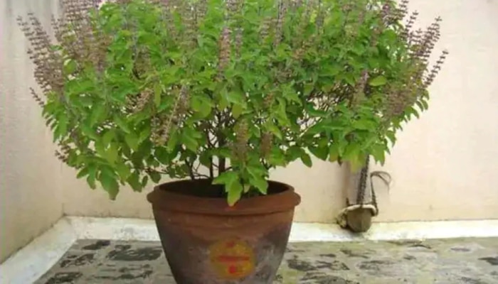 Tulsi Plant Vastu: घरातील तुळस योग्य दिशेला ठेवलीये ना? पाहा, नाहीतर खूप काही झेलावं लागेल 