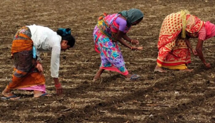 असमाधानकारक पावसामुळे राज्यातील पेरण्या खोळंबल्या; भाज्या आणि शेतमालाच्या किंमती कडाडणार