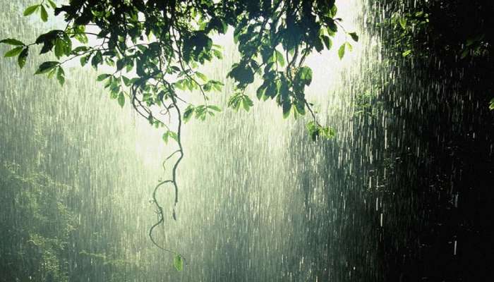 मोठ्या प्रतिक्षेनंतर विदर्भात दमदार पावसाचे आगमन;  पेरणीच्या कामांना वेग 