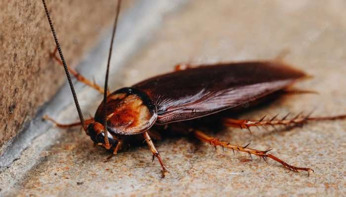 Cockroach: घरातून झुरळ पळवणं आता कठीण नाही, करा 4 सोपे उपाय