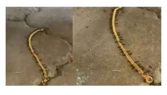 मुंग्यांनी लुटलं सोनं, चोरीचा VIDEO व्हायरल 