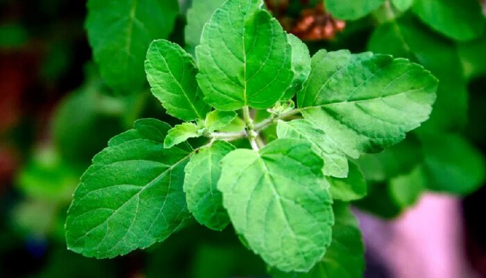 Tulsi Plants: घराच्या अंगणात तुळस असेल तर आजचं &#039;हे&#039; नियम जाणून घ्या!