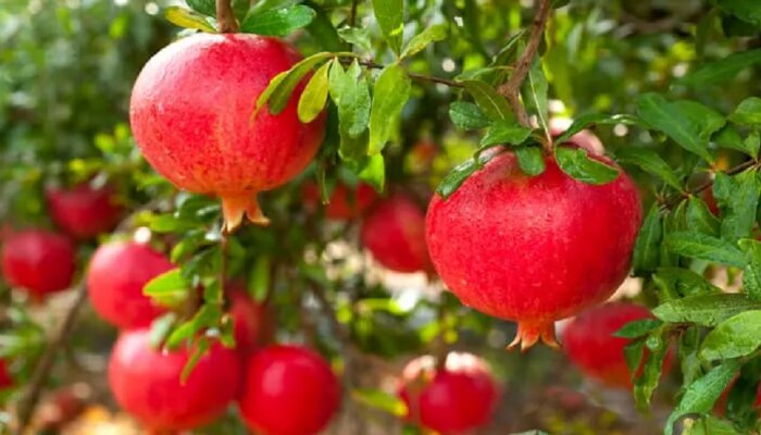 पावसाळ्यात डाळिंबाची लागवड करा आणि लाखो कमवा
