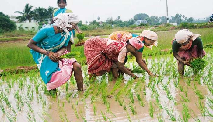 PM Kisan योजनेच्या पुढील हप्त्याबाबत महत्वाची अपडेट; हे काम लवकर करा पूर्ण