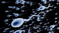 Male Fertility : दररोज Sex करत असाल तर सावधान...कारण...
