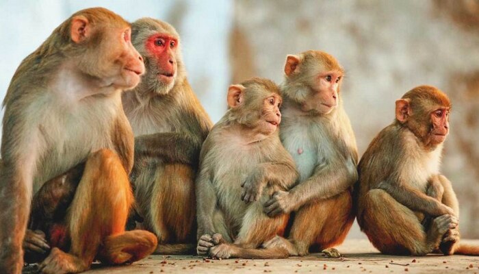 माकडाच्या हाती कोलीत नव्हे तर मोबाईल…पाहिलंय का कधी इतकं Advance माकड?