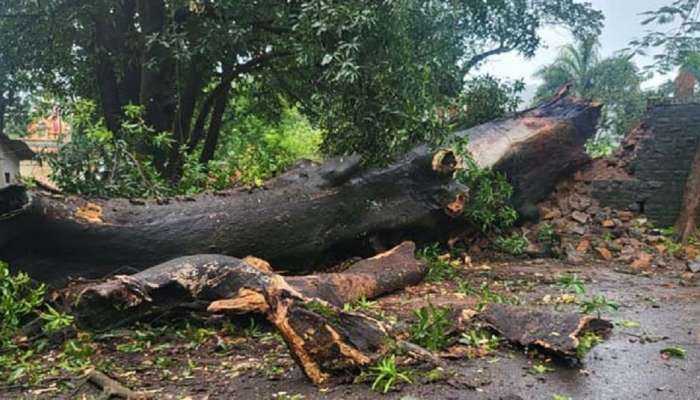 तानाजी मालुसरे यांच्या पराक्रमाचा साक्षीदार &#039;वृक्ष&#039; कोसळला, शिवप्रेंमी हळहळ 