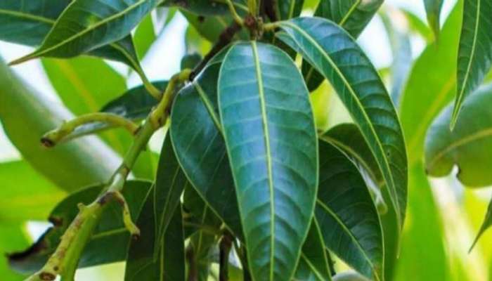 Mango leaves Benefits: आंब्याच्या पानांचे आश्चर्यकारक फायदे, ब्लड शुगर राहिल नियंत्रित  