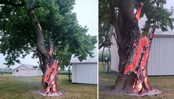 The Burning Tree: आतून पेट घेतलेल्या झाडामुळे आश्चर्य! जाणून घ्या व्हायरल फोटोमागील सत्य