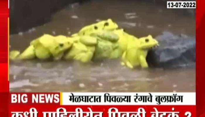 Yellow Bull Frog Found In Vidharbha Melghat