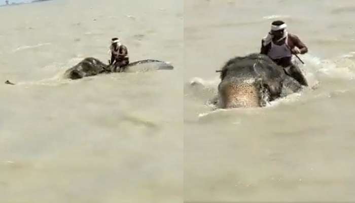 Viral Video | गंगेच्या महापुरातून हत्तीने मालकाला वाचवलं; पाहा थरारक व्हिडीओ