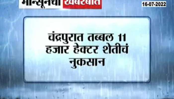  Chandrapur Farm Loss due to heavy rains 