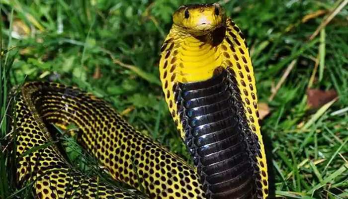 World Snake Day 2022: जगातील 10 सर्वात विषारी साप तुम्हाला माहितीय का?