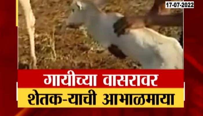 Farmer Helping Cattle To Move Along For Not Having Two Legs